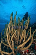 Pseudoplexaura sp Gorgone ambiance Catherine-Bonaire Keepsake-16m-20180221-Denis-ADER-DSC_7251_tn